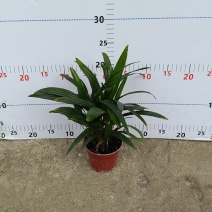 棕竹(110#)盆栽室内观叶花卉绿植绿墙绿化好养可水培