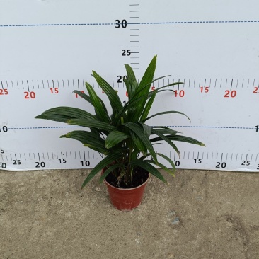 棕竹(110#)盆栽室内观叶花卉绿植绿墙绿化好养可水培