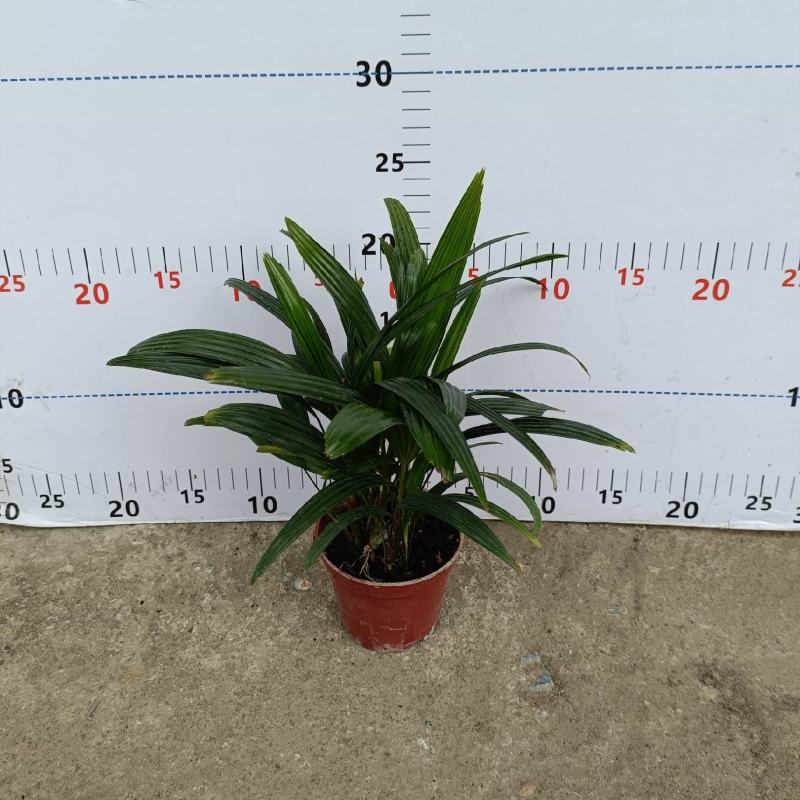 棕竹(110#)盆栽室内观叶花卉绿植绿墙绿化好养可水培