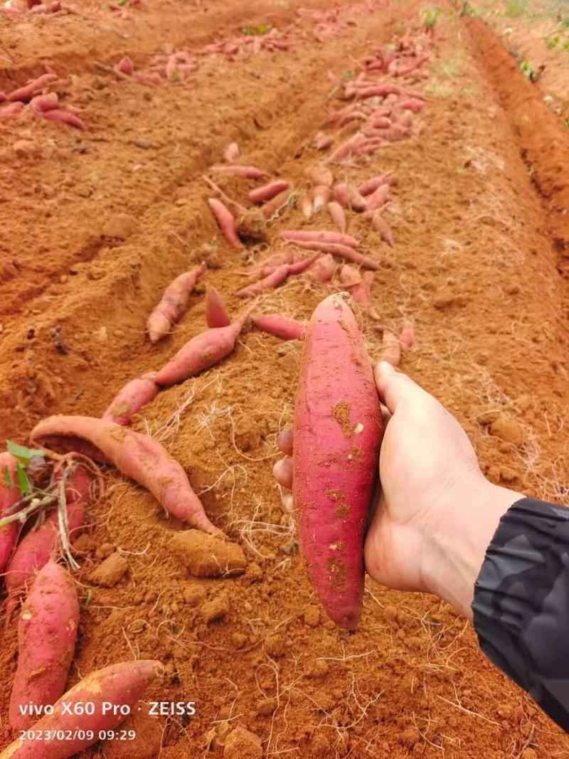 红沙地西瓜红