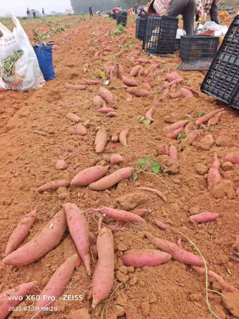 红沙地西瓜红