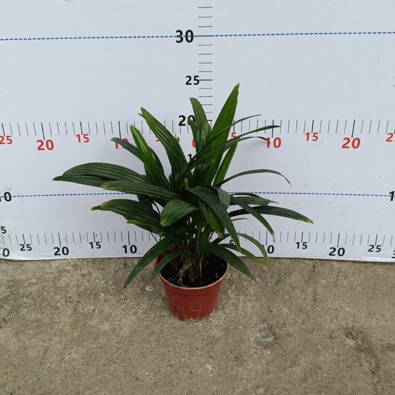 棕竹(110#)盆栽室内观叶花卉绿植绿墙绿化好养可水培