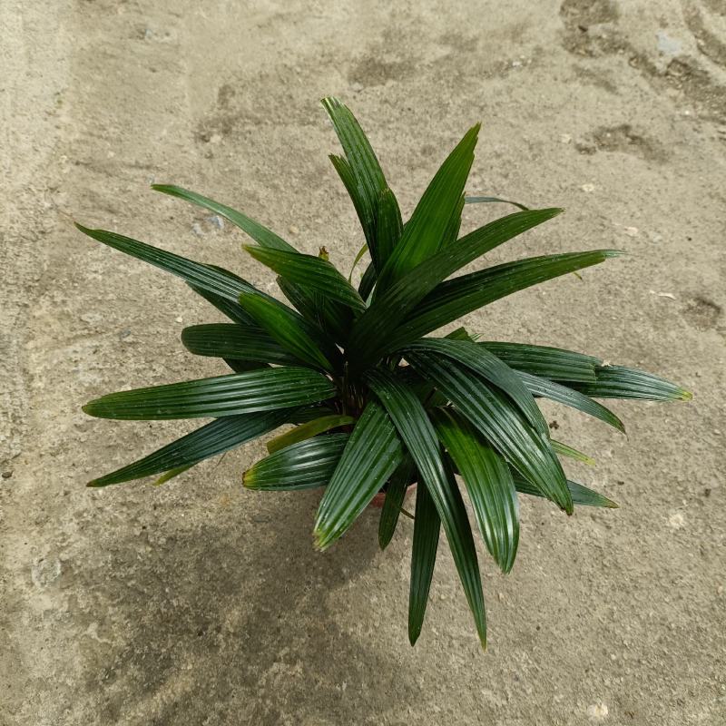 棕竹(110#)盆栽室内观叶花卉绿植绿墙绿化好养可水培