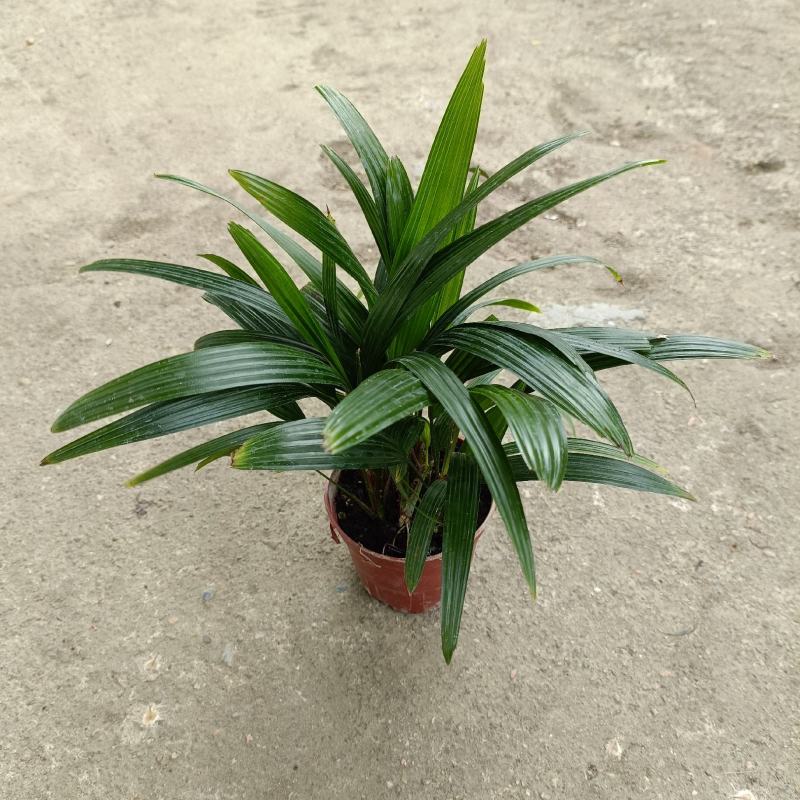 棕竹(110#)盆栽室内观叶花卉绿植绿墙绿化好养可水培