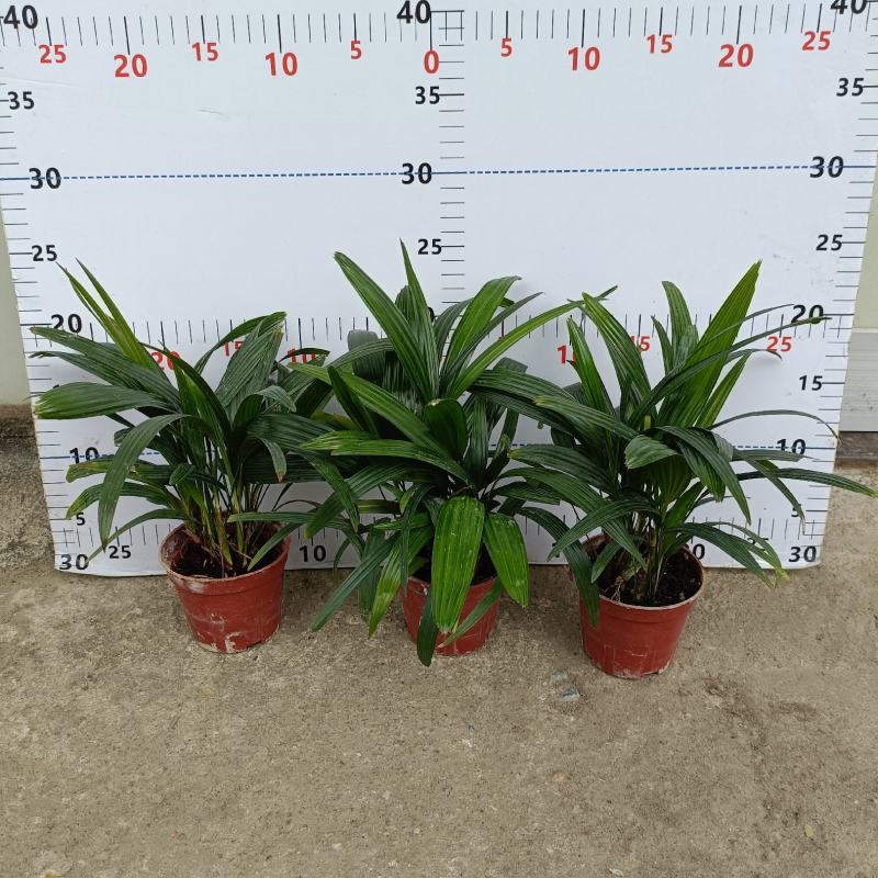 棕竹(110#)盆栽室内观叶花卉绿植绿墙绿化好养可水培