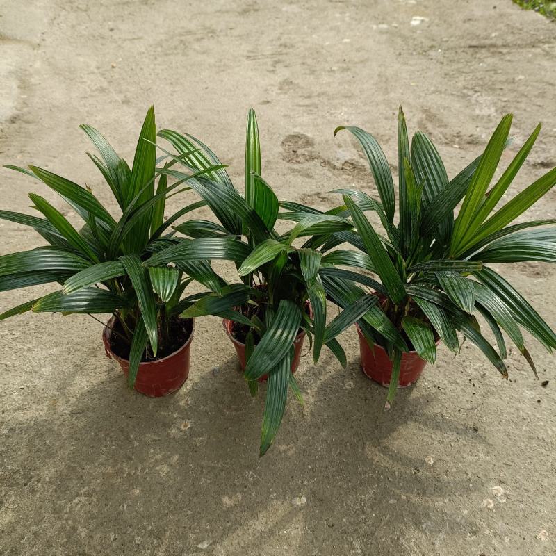 棕竹(110#)盆栽室内观叶花卉绿植绿墙绿化好养可水培