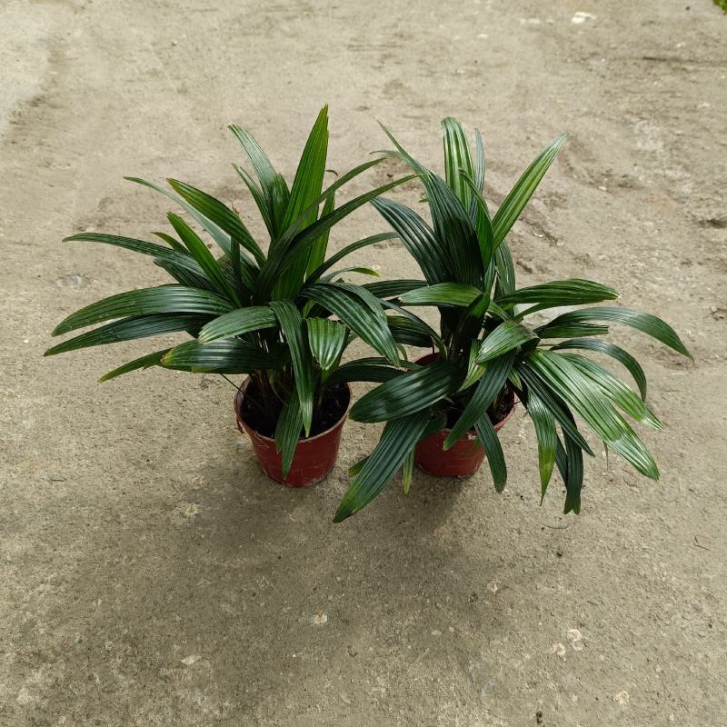 棕竹(110#)盆栽室内观叶花卉绿植绿墙绿化好养可水培
