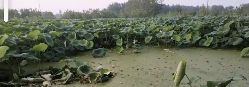 高产食用藕种苗高产浅水粉藕苗水养莲藕种苗庭院盆栽池塘稻田