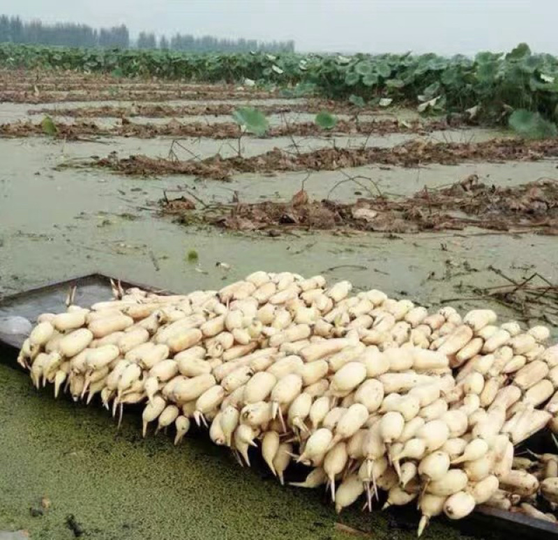 高产食用藕种苗高产浅水粉藕苗水养莲藕种苗庭院盆栽池塘稻田