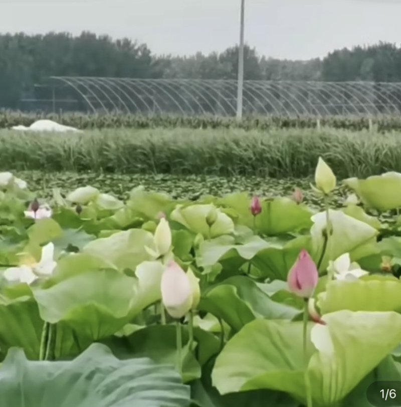 高产食用藕种苗高产浅水粉藕苗水养莲藕种苗庭院盆栽池塘稻田