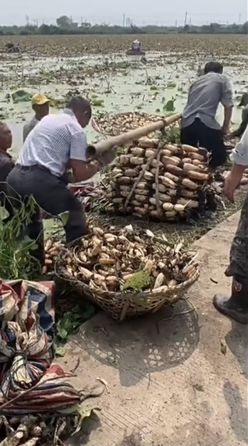 高产食用藕种苗高产浅水粉藕苗水养莲藕种苗庭院盆栽池塘稻田