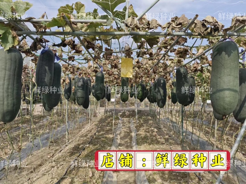 天龙杂交大冬瓜中晚熟耐贮运肉质细密单瓜重15-20公斤