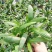 棕竹(110#)盆栽室内观叶花卉绿植绿墙绿化好养可水培