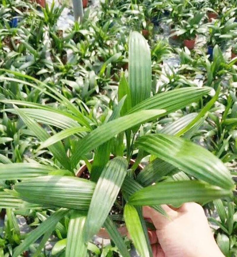 棕竹(110#)盆栽室内观叶花卉绿植绿墙绿化好养可水培