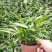 棕竹(110#)盆栽室内观叶花卉绿植绿墙绿化好养可水培