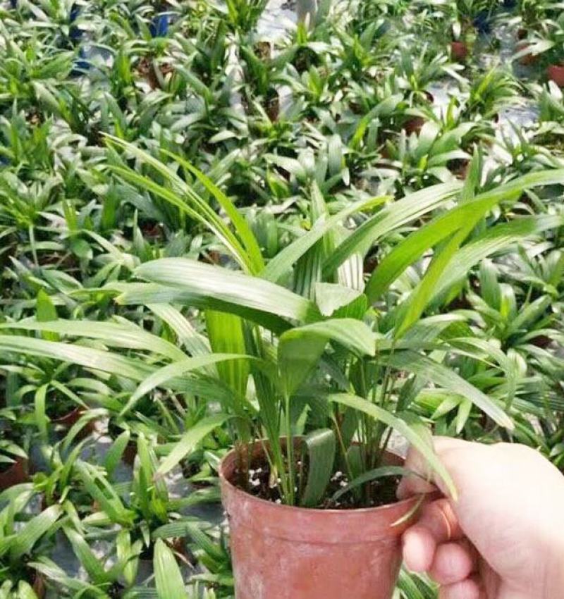 棕竹(110#)盆栽室内观叶花卉绿植绿墙绿化好养可水培