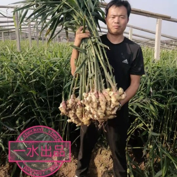 山东安丘优质姜种，高产，抗病毒等特点，不拼价格注重品质
