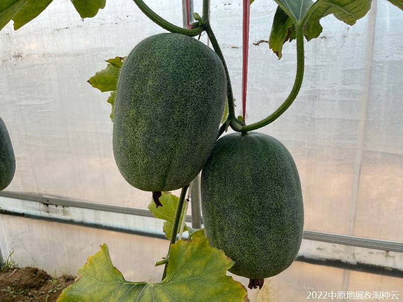 2～3公斤的小型粉皮冬瓜粉小宝冬瓜种子肉质脆甜耐贮运