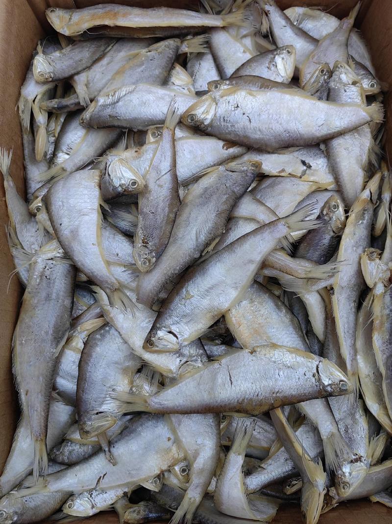 渤海湾咸马口鱼优质咸鱼鲜香可口蒸煎炸烤都好吃！