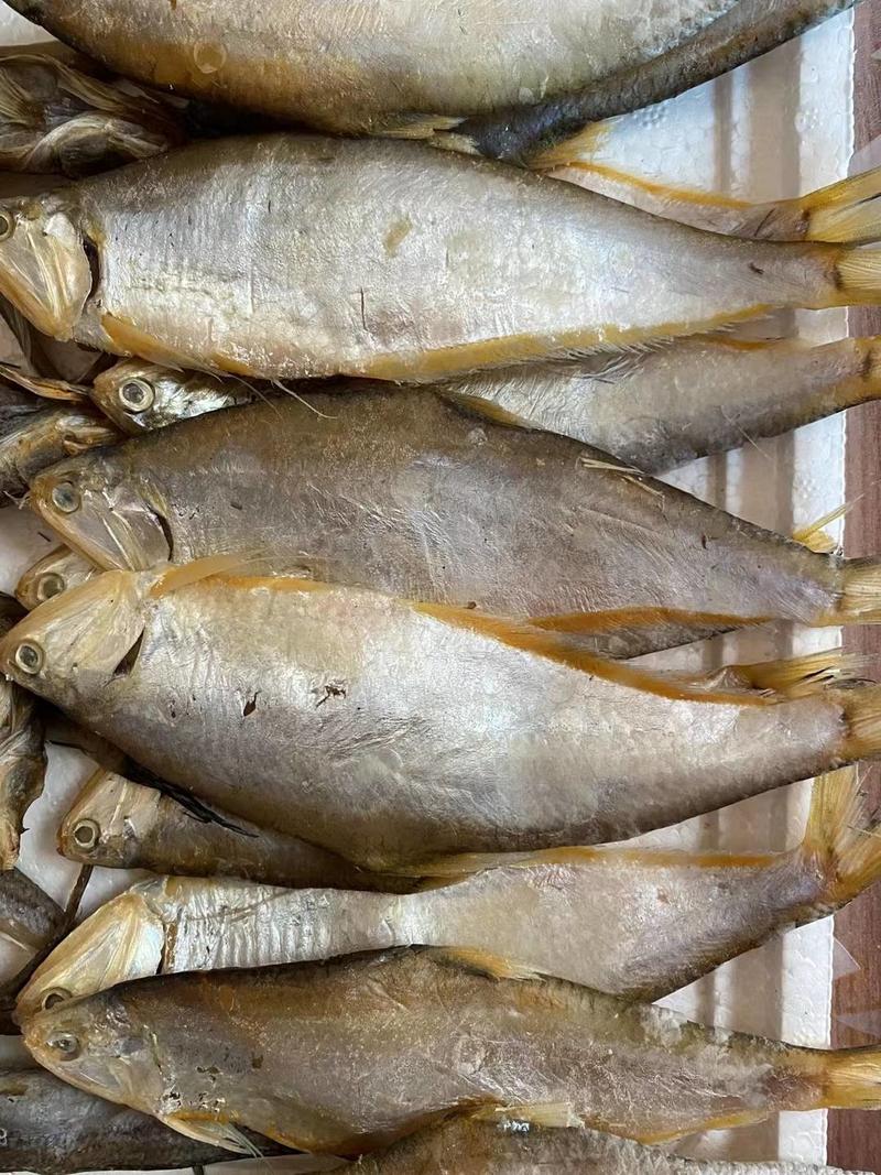 渤海湾咸马口鱼优质咸鱼鲜香可口蒸煎炸烤都好吃！