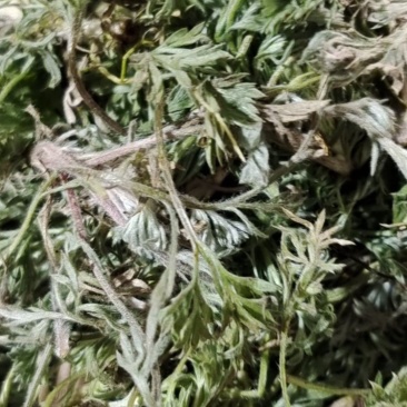 茵陈大量上市，有需要的老板与我联系
