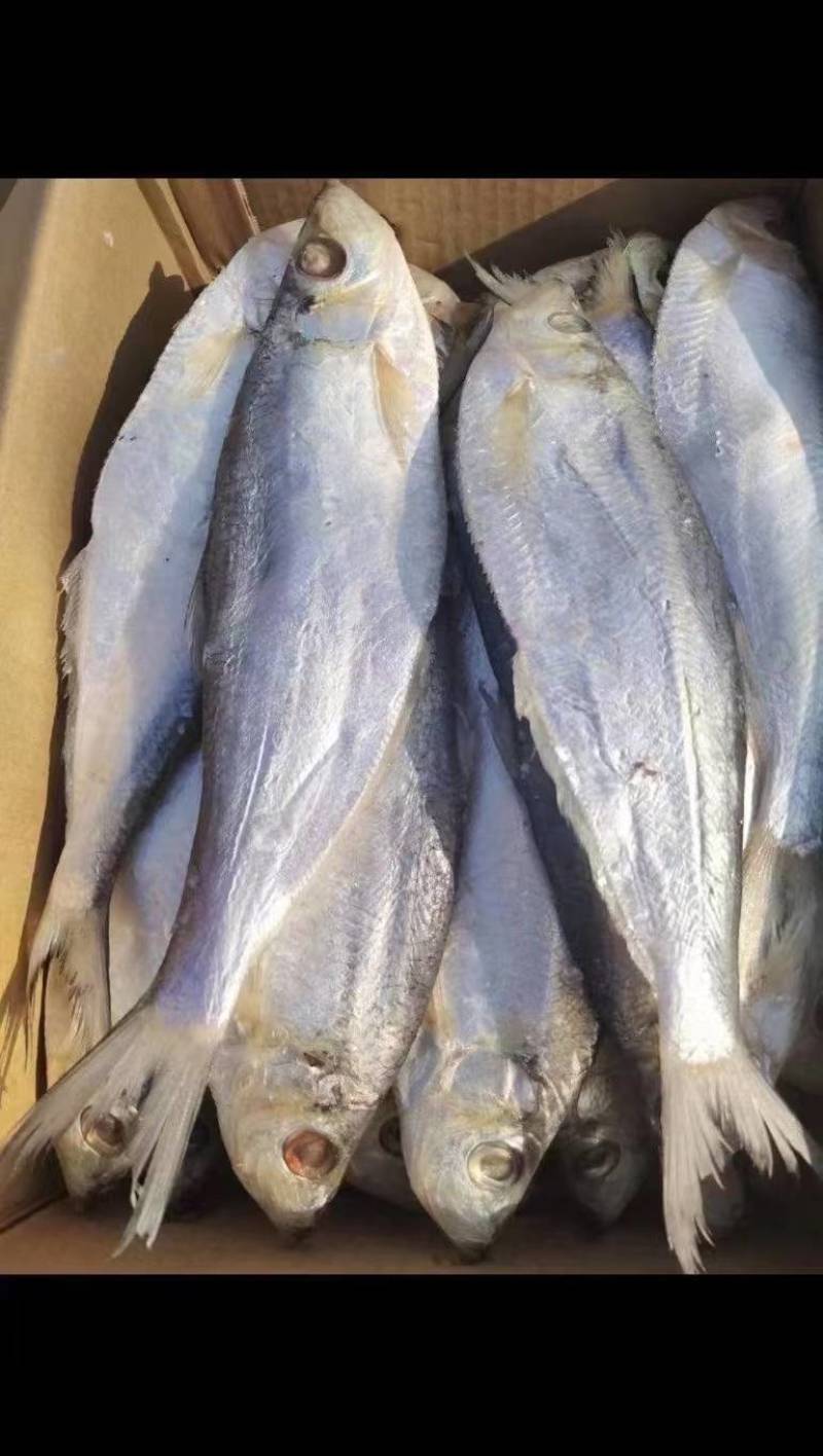 深海白磷鱼细鳞咸鱼清蒸鱼腌制海鱼自然晾晒，肉质鲜美