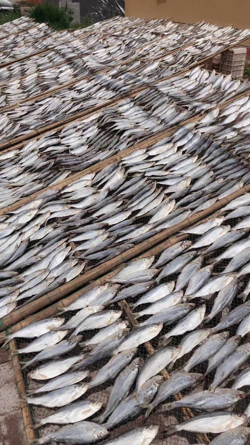 深海白磷鱼细鳞咸鱼清蒸鱼腌制海鱼自然晾晒，肉质鲜美