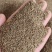 芹菜籽包邮芹菜子量大从优一手货源冷背药材批发