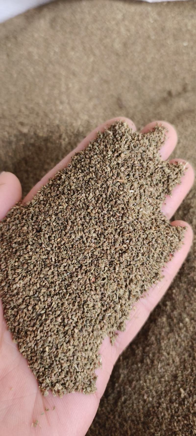 芹菜籽包邮芹菜子量大从优一手货源冷背药材批发