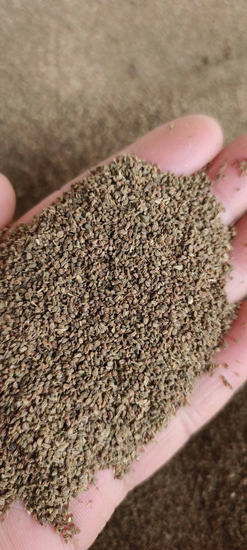 芹菜籽包邮芹菜子量大从优一手货源冷背药材批发