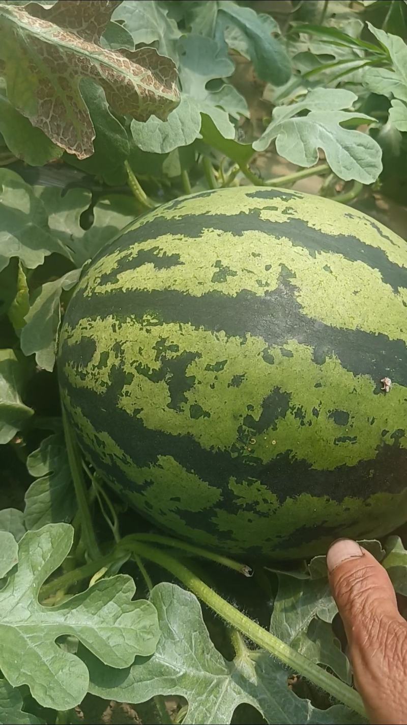 甜王西瓜‘