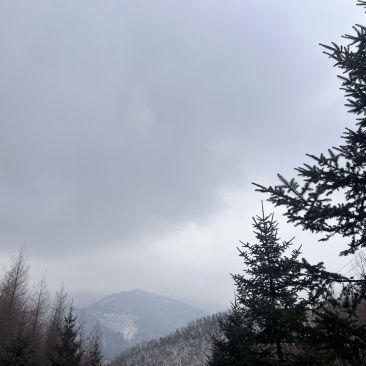 树苗99