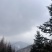 树苗99