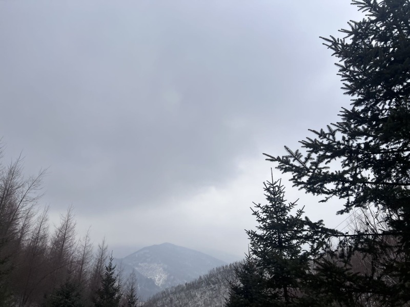 树苗99