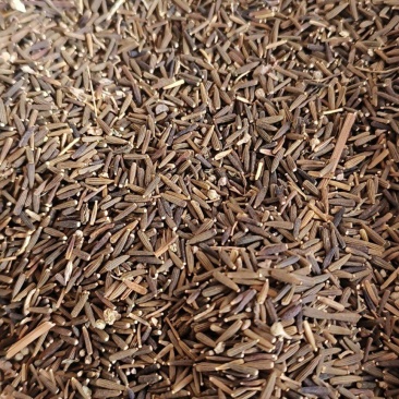 驱虫斑鸠菊包邮发货量大从优冷背药材齐全质量可靠