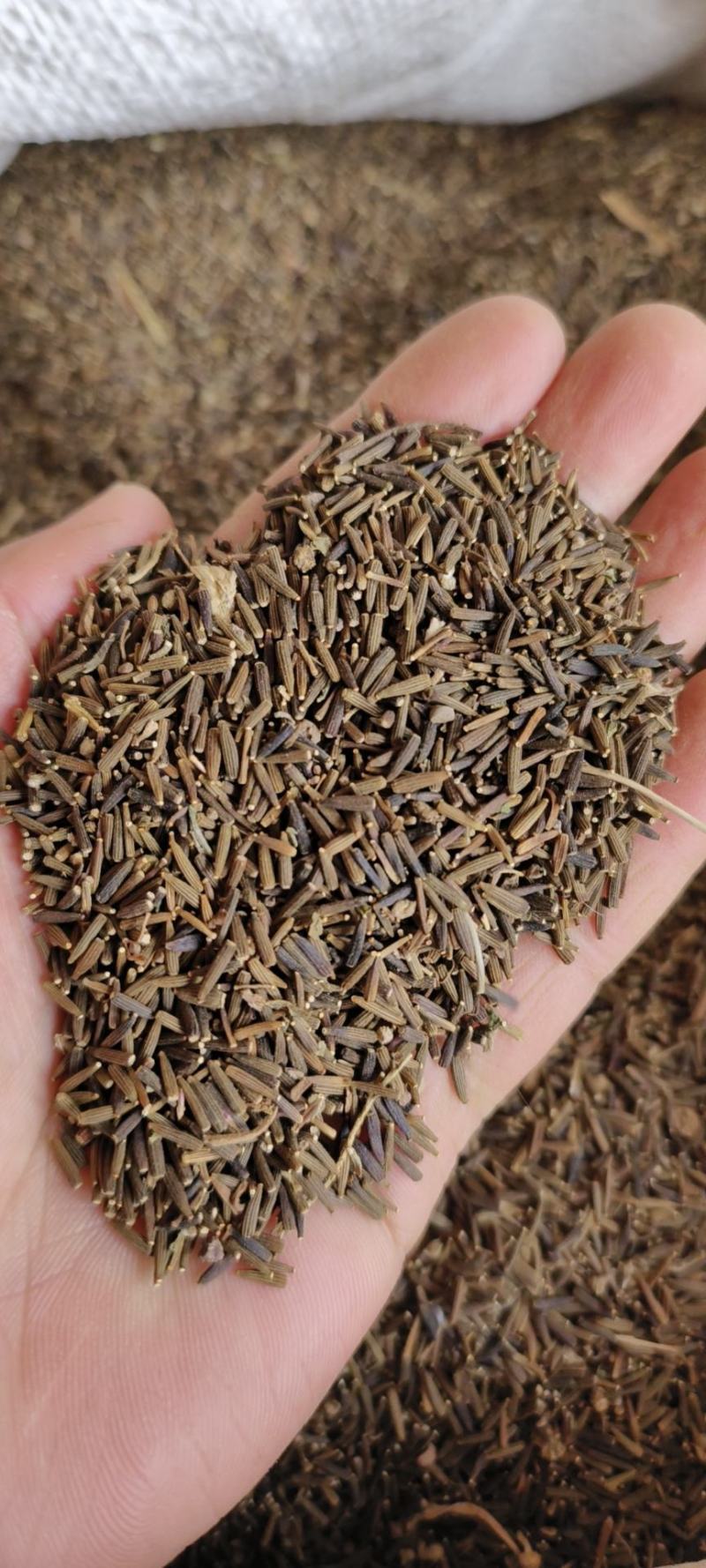 驱虫斑鸠菊包邮发货量大从优冷背药材齐全质量可靠