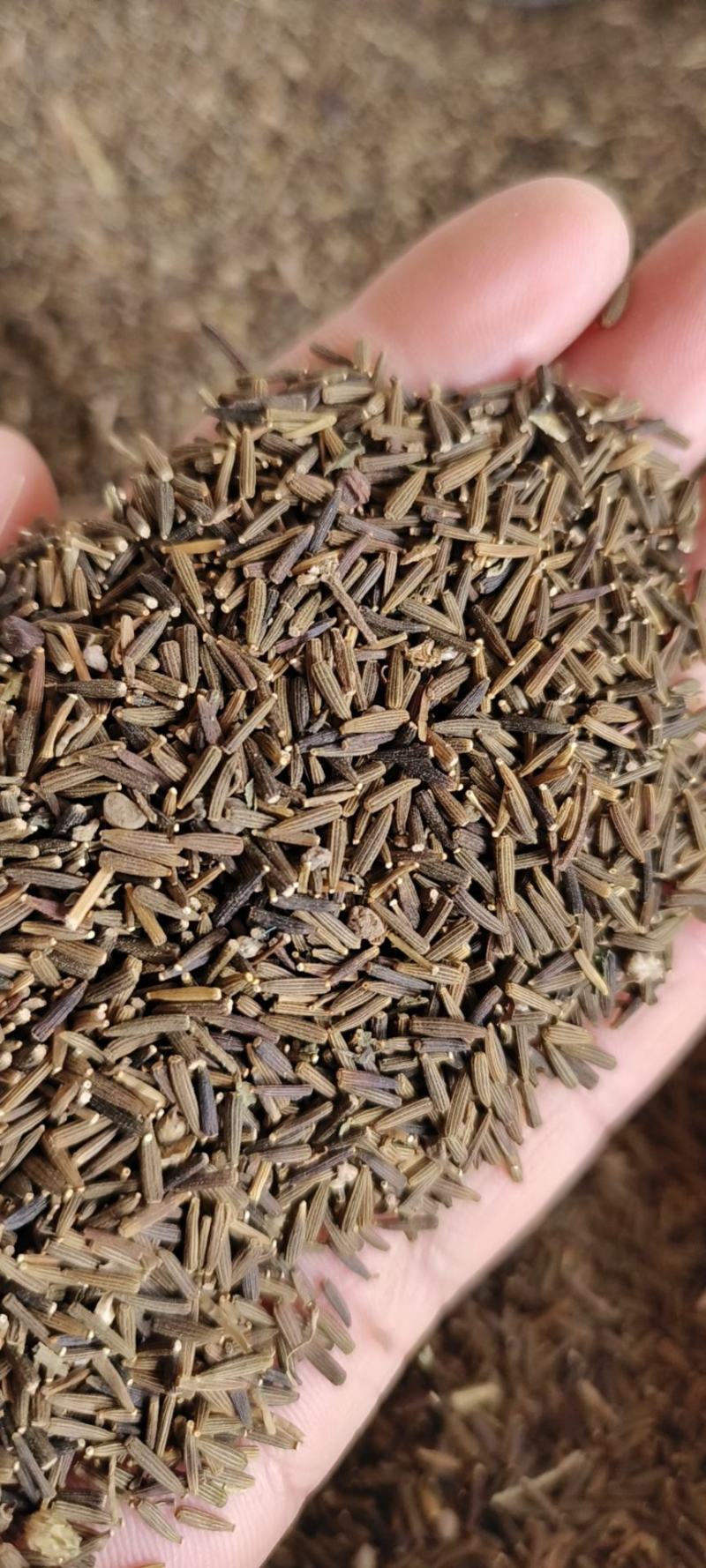 驱虫斑鸠菊包邮发货量大从优冷背药材齐全质量可靠