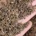 驱虫斑鸠菊包邮发货量大从优冷背药材齐全质量可靠