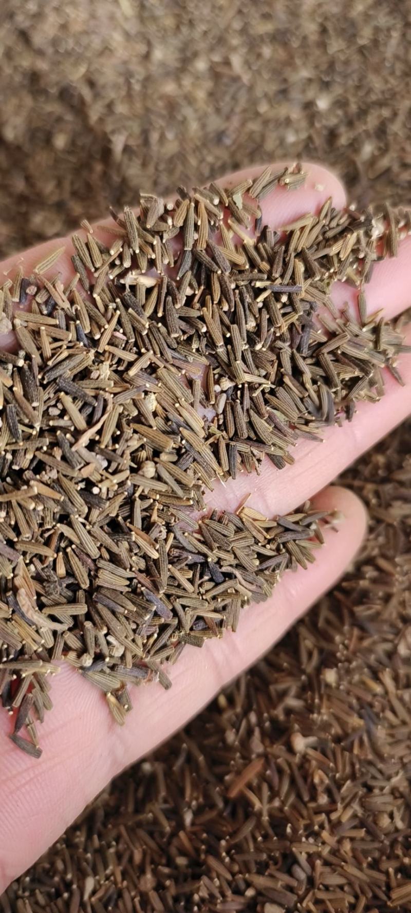 驱虫斑鸠菊包邮发货量大从优冷背药材齐全质量可靠