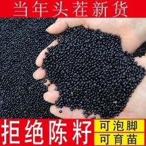 花椒籽当年头茬新货可喂鸽子可育苗