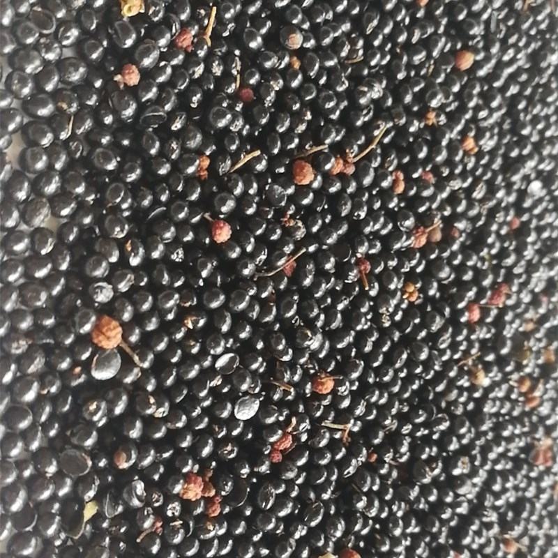花椒籽当年头茬新货可喂鸽子可育苗