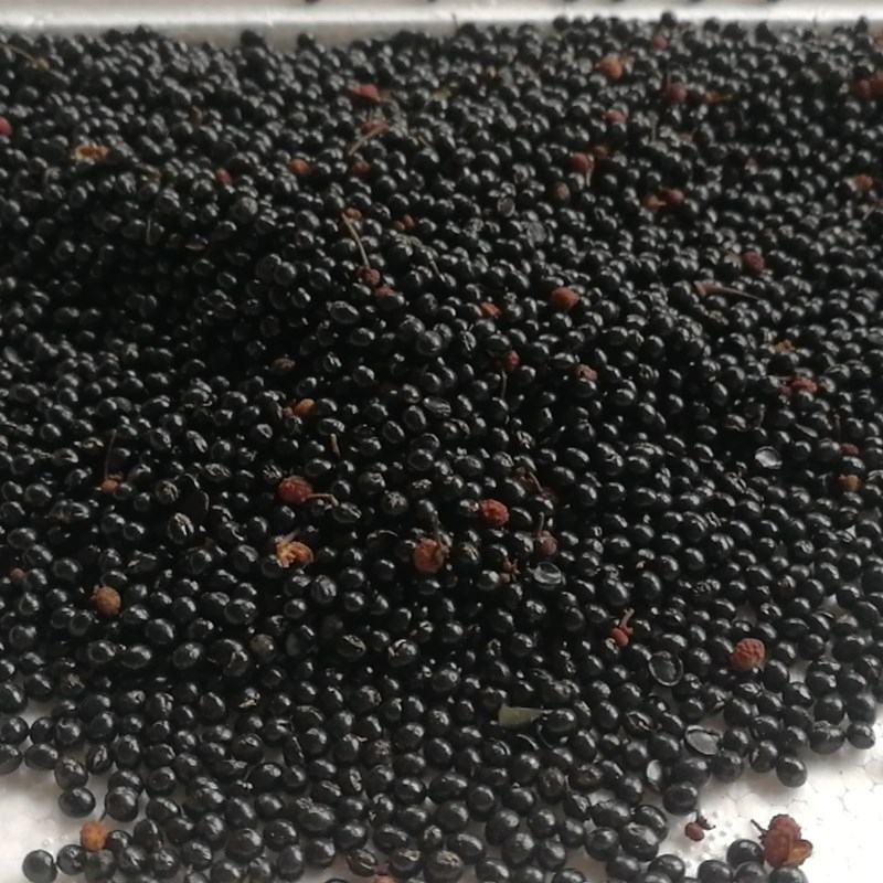 花椒籽当年头茬新货可喂鸽子可育苗