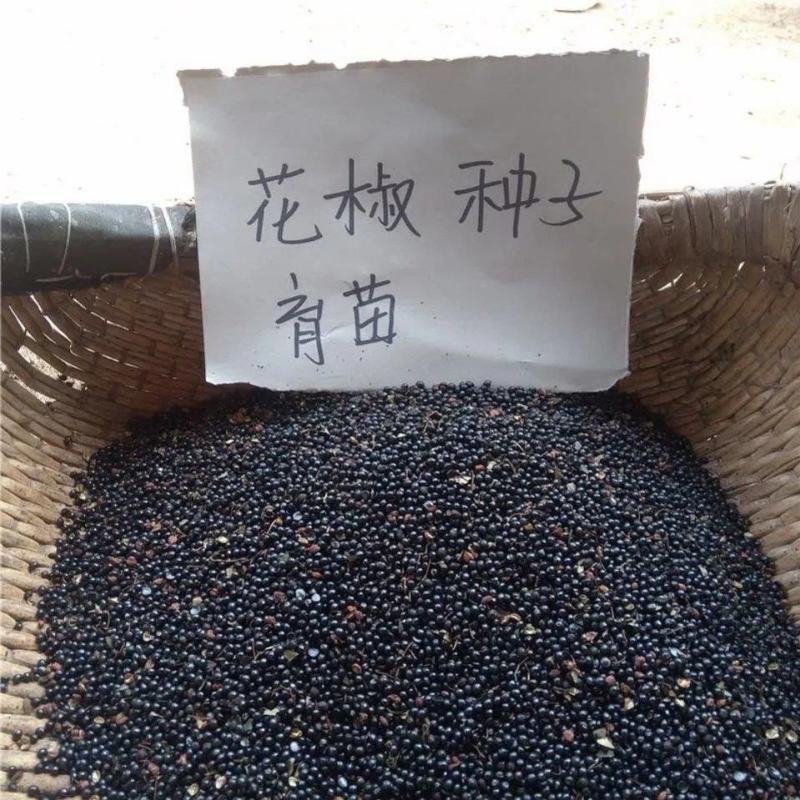 花椒籽当年头茬新货可喂鸽子可育苗