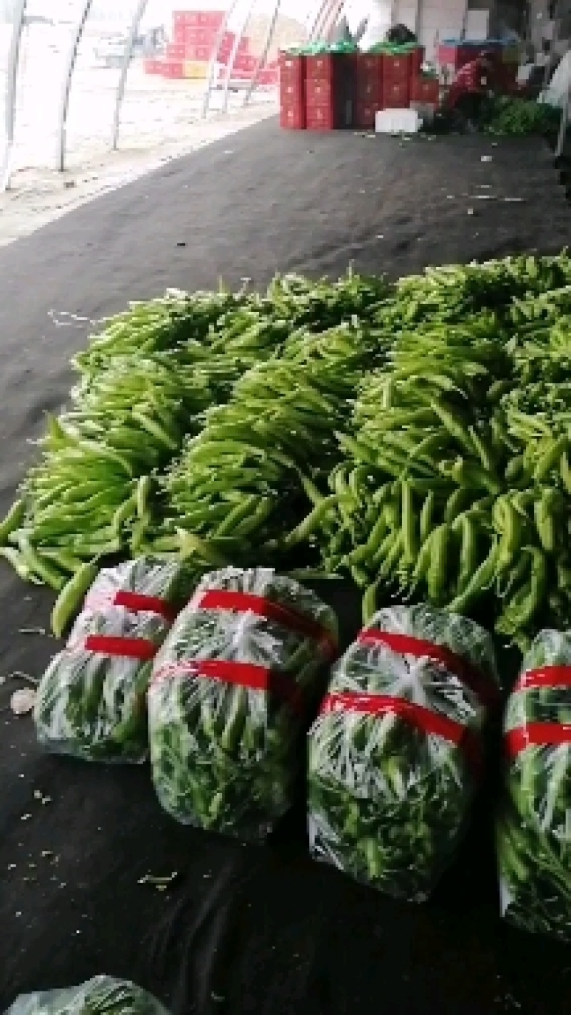 螺丝椒薄皮黄皮青皮，现摘现发，对接各渠道客户