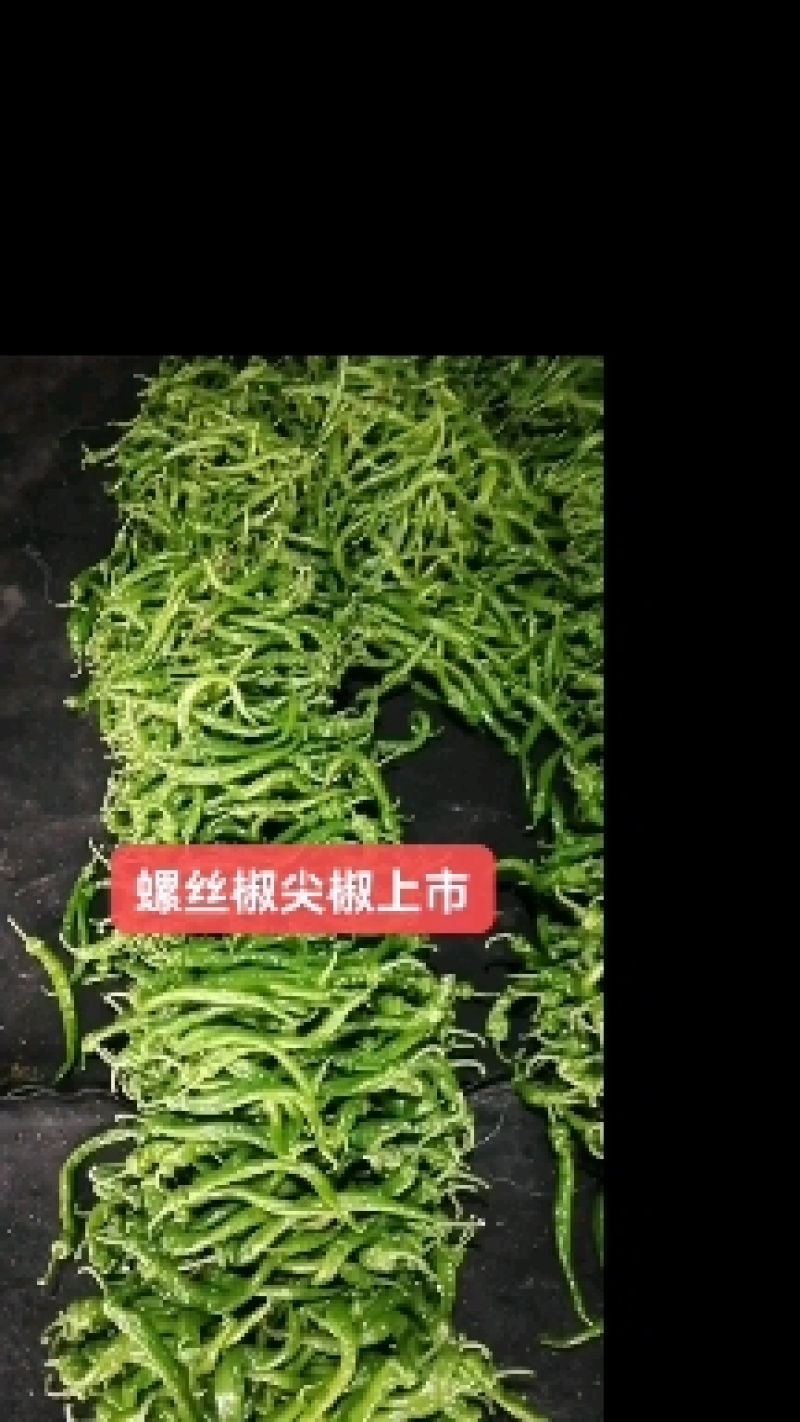 螺丝椒薄皮黄皮青皮，现摘现发，对接各渠道客户
