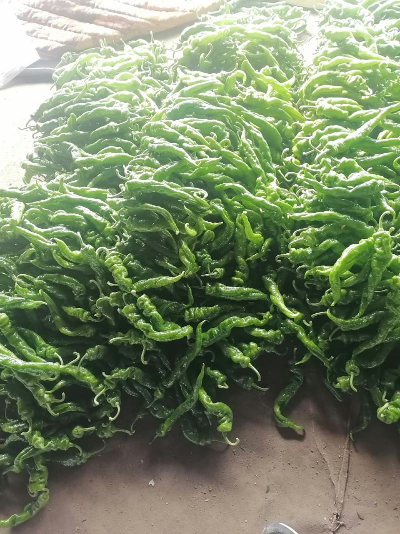 螺丝椒薄皮黄皮青皮，现摘现发，对接各渠道客户
