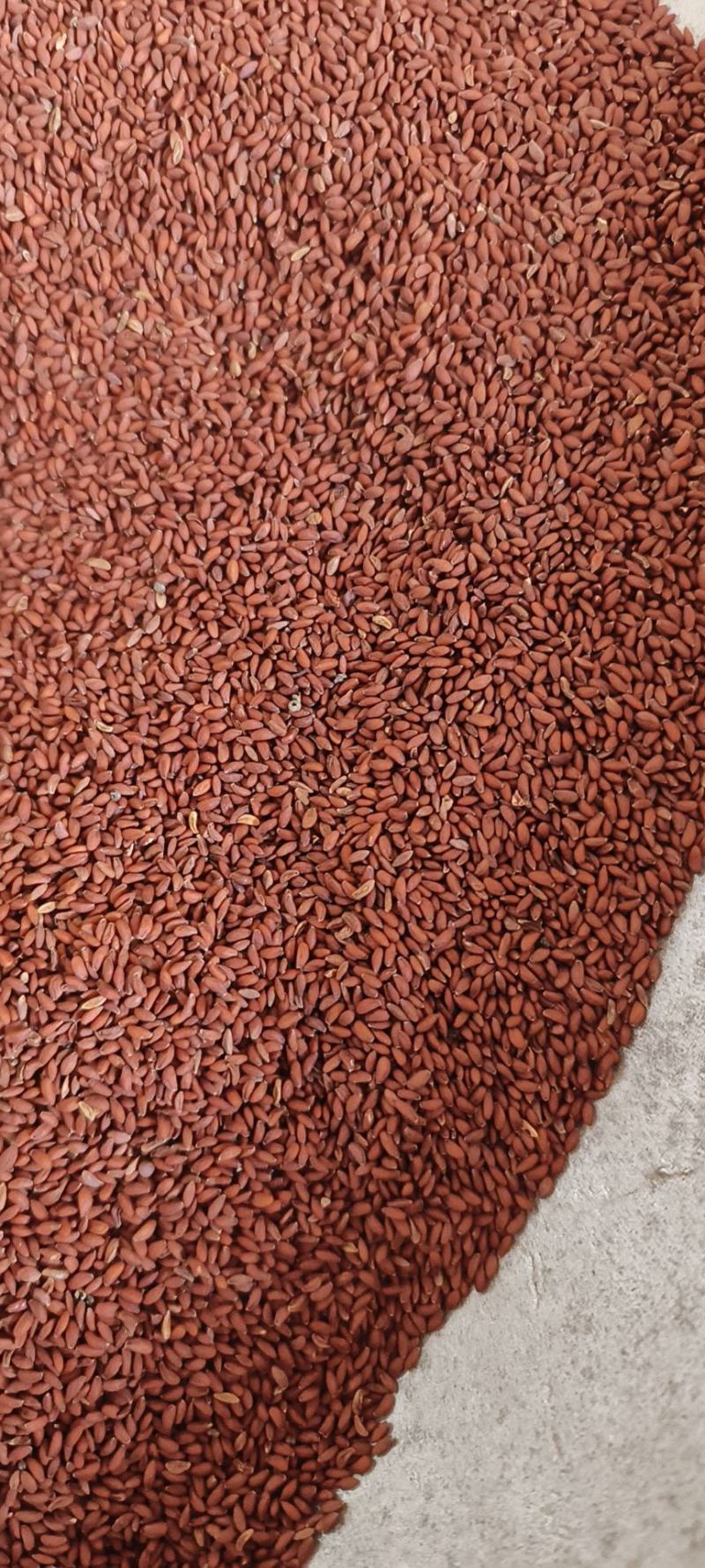 家独行菜籽包邮发货冷背药材批发量大从优