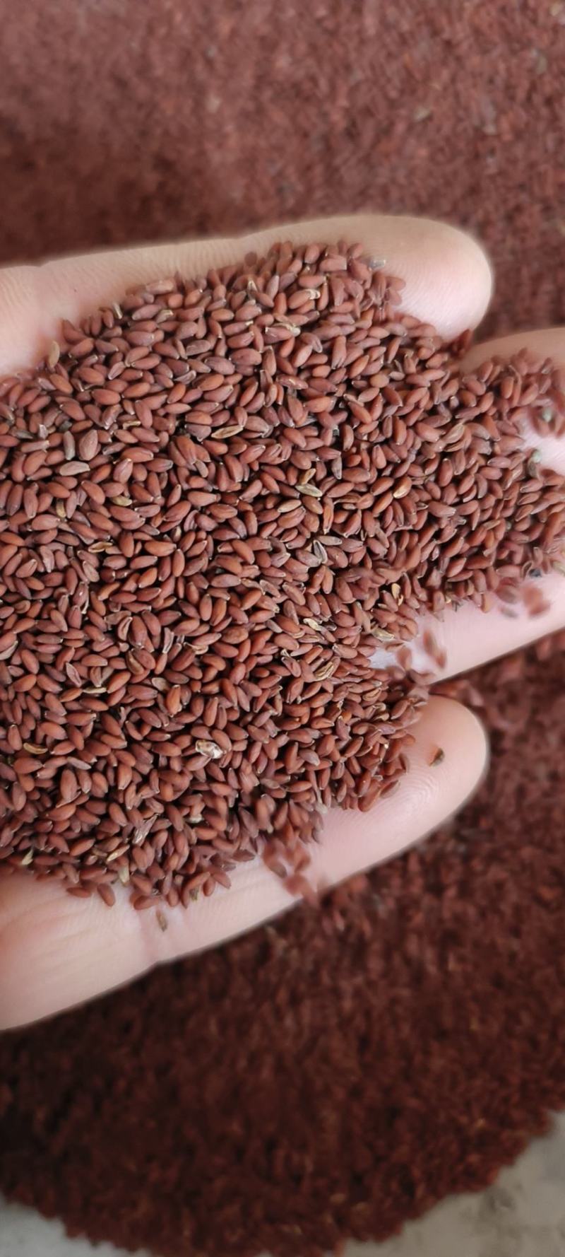 家独行菜籽包邮发货冷背药材批发量大从优