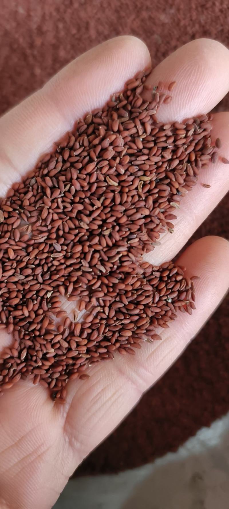 家独行菜籽包邮发货冷背药材批发量大从优