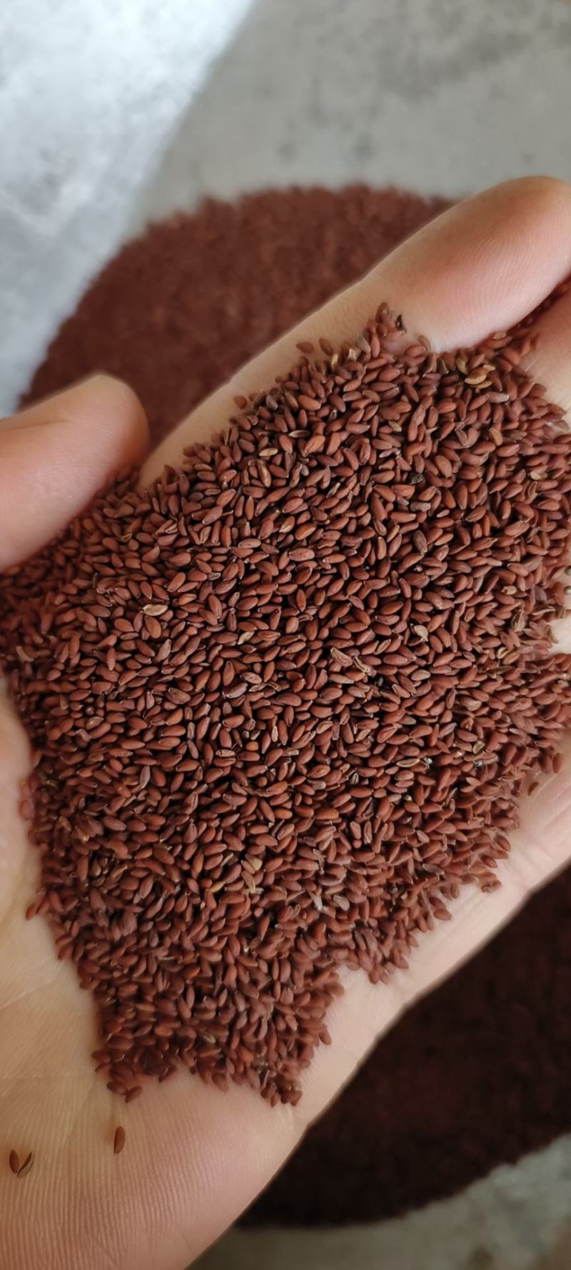 家独行菜籽包邮发货冷背药材批发量大从优